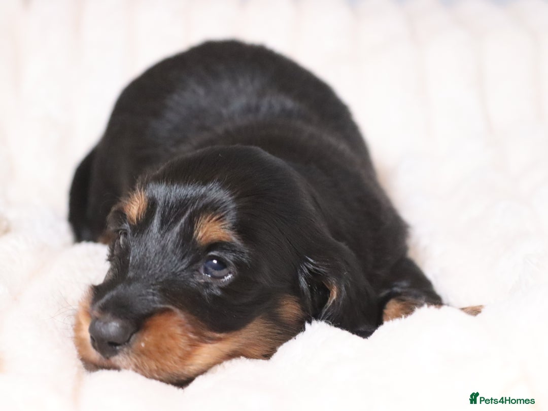Miniature Dachshund dogs for sale: Exceptional miniature longhaired dachshunds  - Advert 11