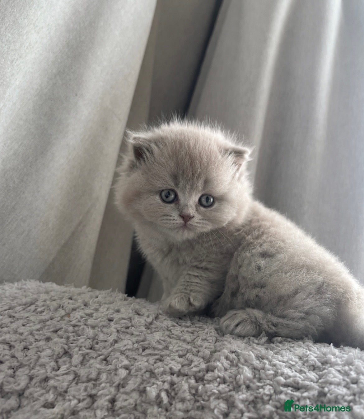 British Longhair cats ✨ Stunning TICA Reg British Longhair Kittens - Advert 15