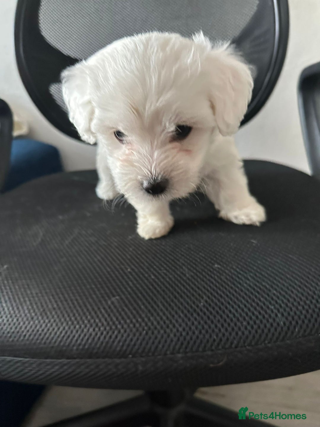 Bichon Frise dogs for sale: Bichon - Image 8