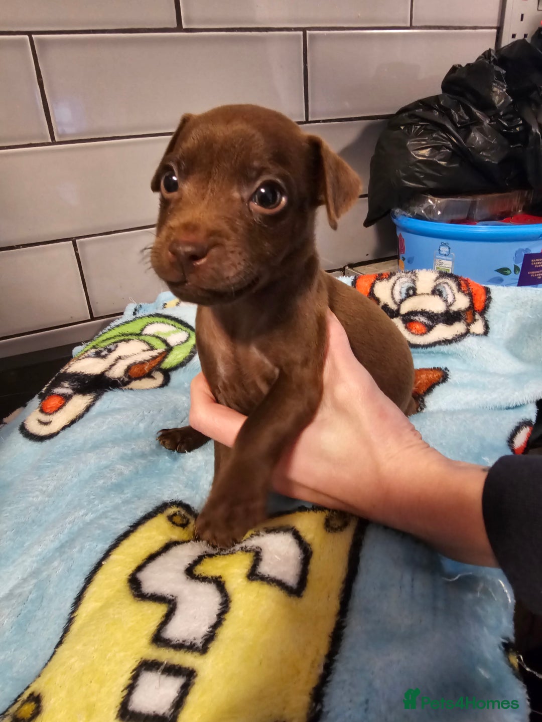 Patterdale Terrier dogs for sale: BEAUTIFUL PATTERDALE TERRIERS FOR SALE  - Advert 6