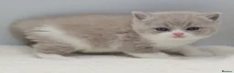 British Shorthair cats for sale: PEDIGREE REGISTERED CHUNKY BRITISH SHORTHAIRS - Advert 6