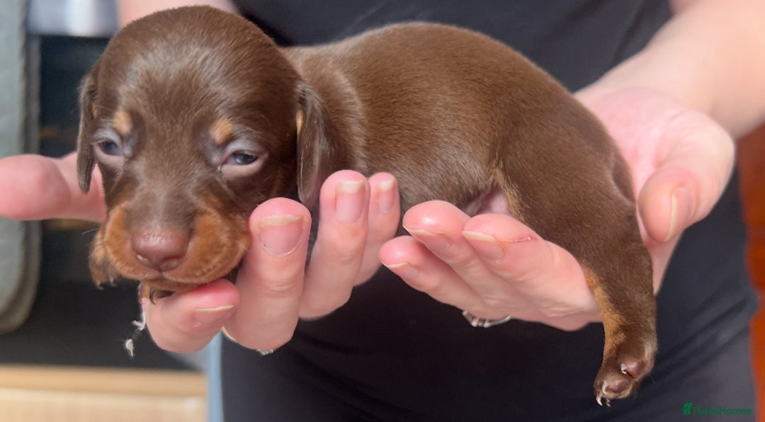Dachshund dogs for sale: 7 Dachshund Puppies light & dark dapple and brown - Image 15