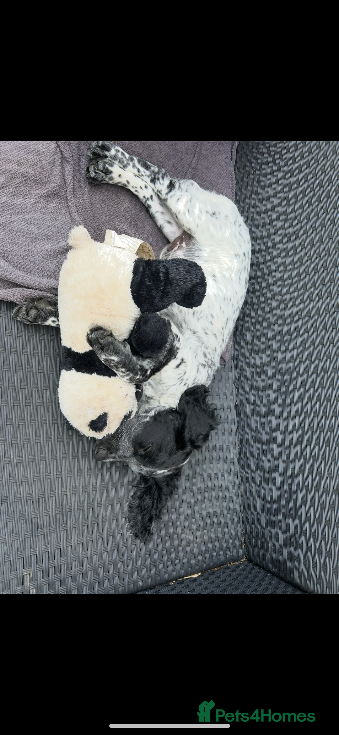 Sprocker dogs for stud: Sprocker Stud Dog - working line, 1 year old - Image 6
