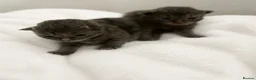 Scottish Fold cats for sale: 2 female Scottish folds🐾 - Advert 12