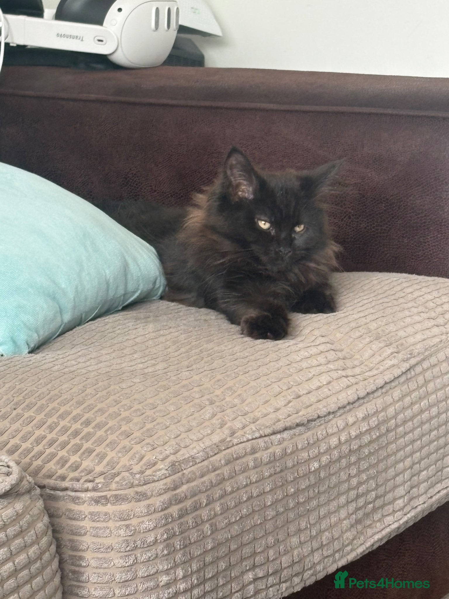 Mixed Breed cats Stunning Maine Coon x Ragdoll Female Kitten ❤️ - Advert 2