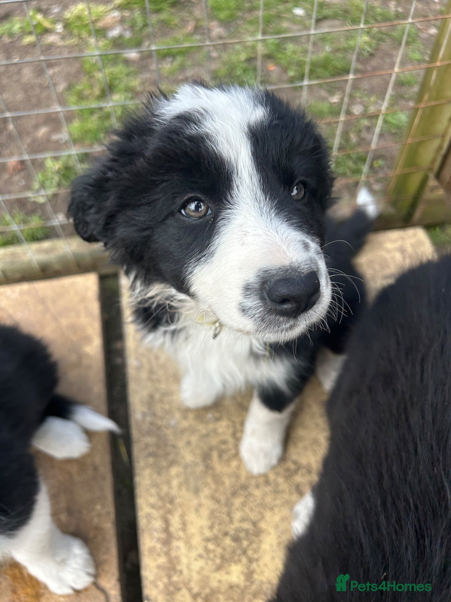 Border Collie dogs [ONE STUNNING GIRL LEFT] 6 beautiful collie pups. - Advert 6