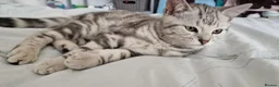 British Shorthair cats for sale: Lovely kittens - Advert 10