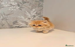 Munchkin cats for sale: 2 tiny legged rug hugger Persian munchkins - Image 13