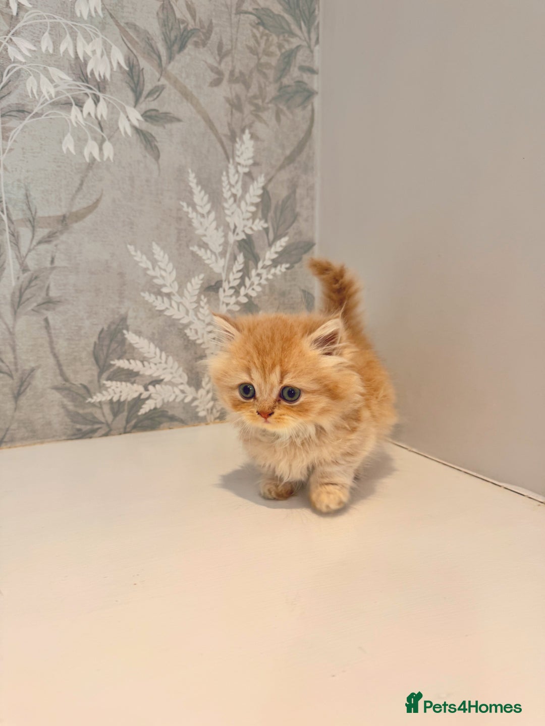 Munchkin cats for sale: 2 tiny legged rug hugger Persian munchkins - Image 13