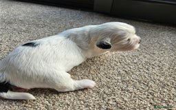 Shihpoo dogs for sale: Shihpoo puppies in Devon ... we've arrived!  - Image 18