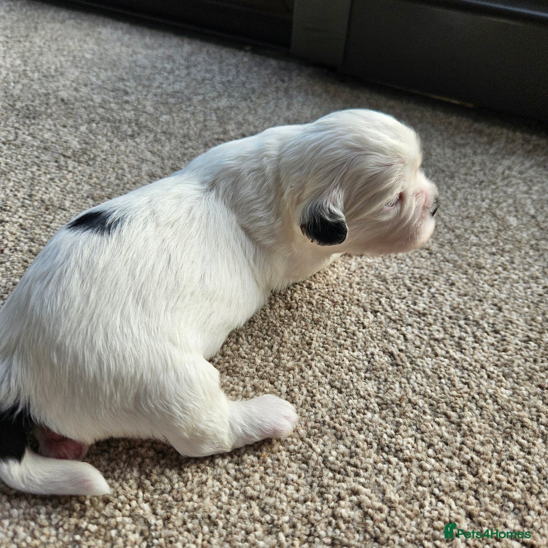 Shihpoo dogs for sale: Shihpoo puppies in Devon ... we've arrived!  - Image 18