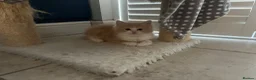 Ragdoll cats for sale:     Adorable Female Mixed Ragdoll Kitten 🩷 - Advert 5