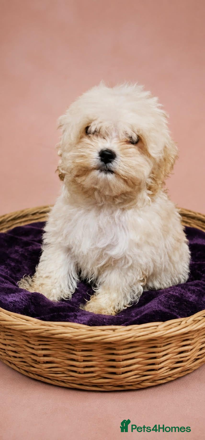 Maltipoo dogs Health tested parents Maltipoo puppies - Advert 1