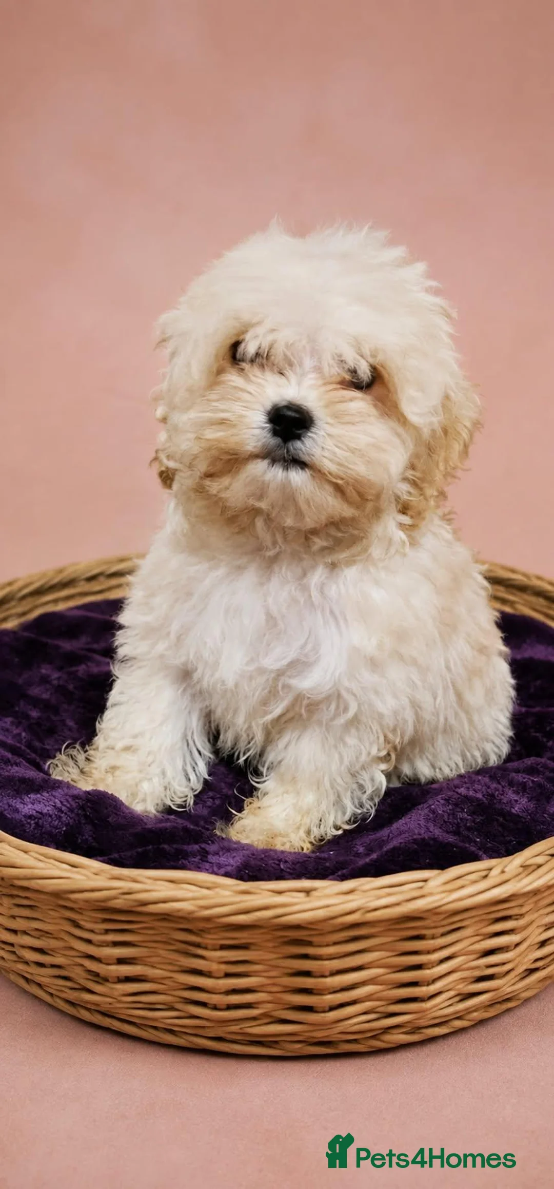 Maltipoo dogs for sale: Health tested parents Maltipoo puppies - Advert 1
