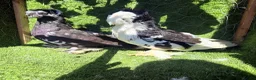Pigeons birds for sale: Premium Breeding Pigeons Top Quality Pairs Availab - Advert 13
