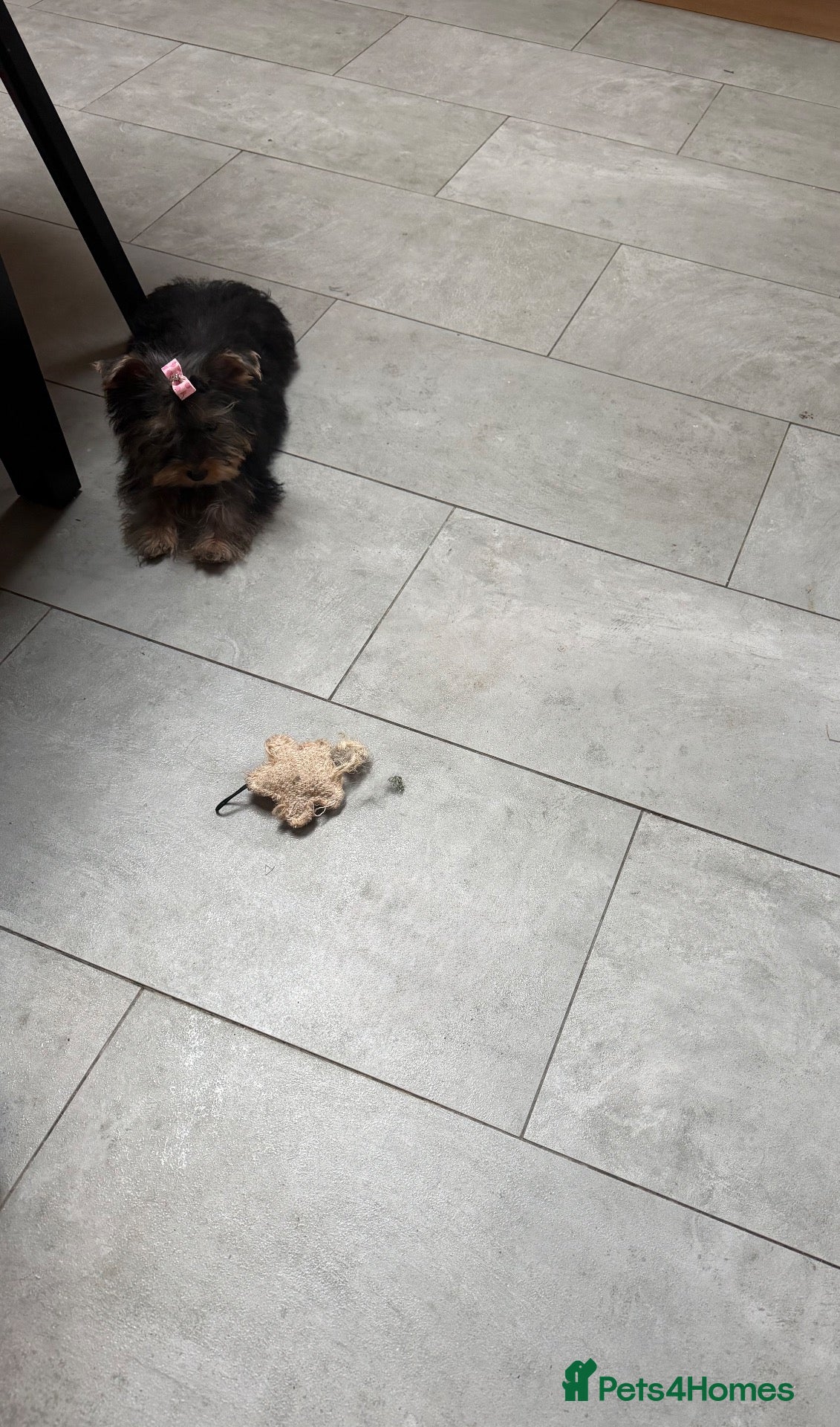 Yorkshire Terrier dogs Lovely K.C Yorkshire Terrier Puppy ❤️ - Advert 9