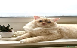 Ragdoll cats for stud: Stud flame point Stormino - Image 1