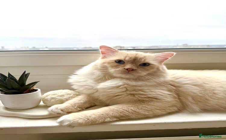 Ragdoll cats - Advert 1