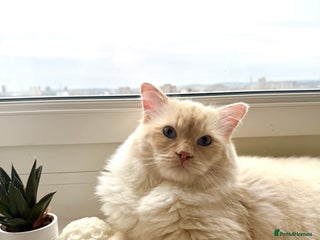 Ragdoll cats - Advert 6