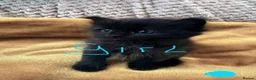 Mixed Breed cats for sale: Rag doll x mancoon - Advert 6