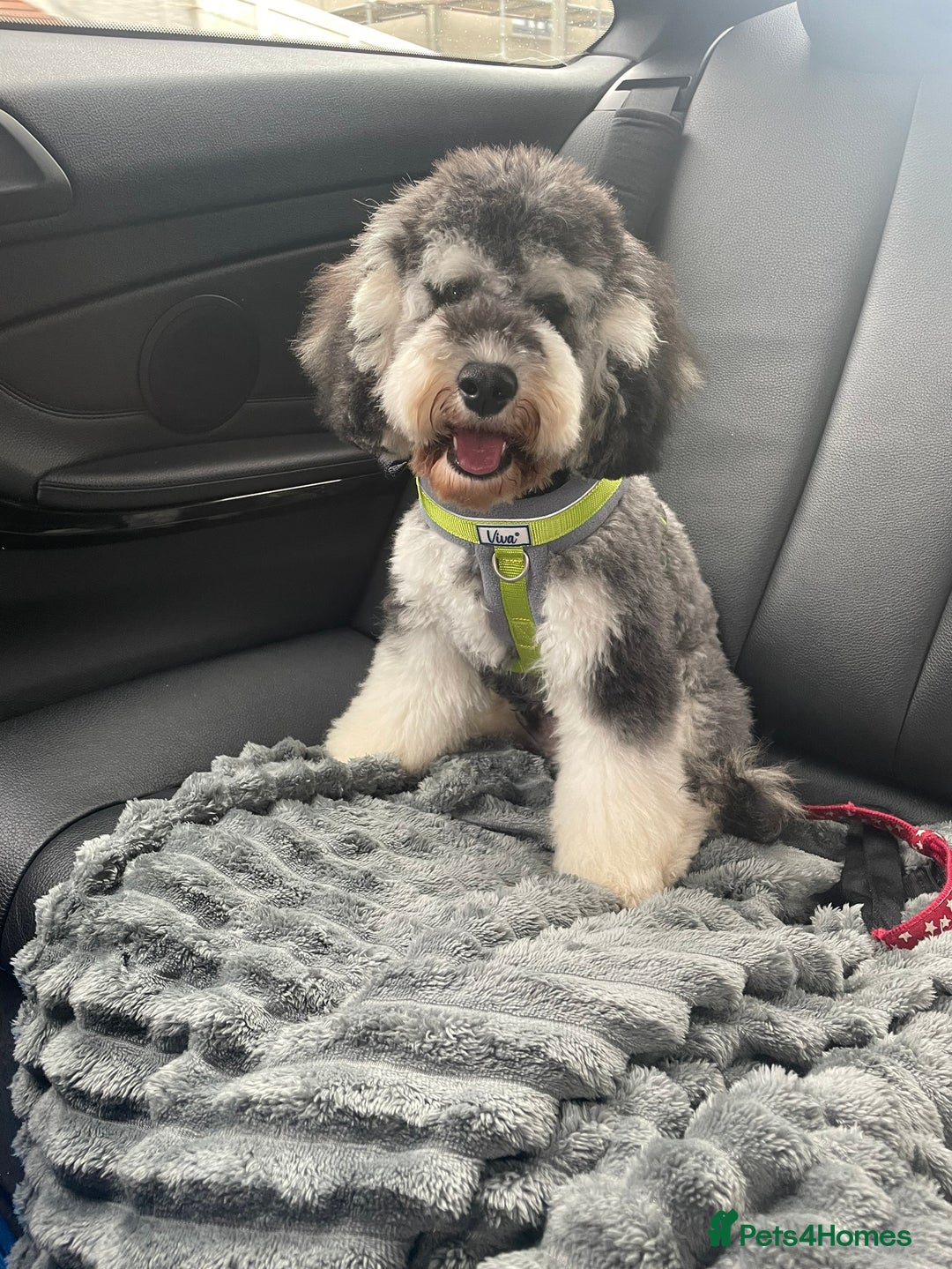 Cockapoo dogs for sale: Meet Mylo - Advert 1