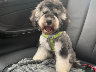 Cockapoo dogs Meet Mylo - Advert 5