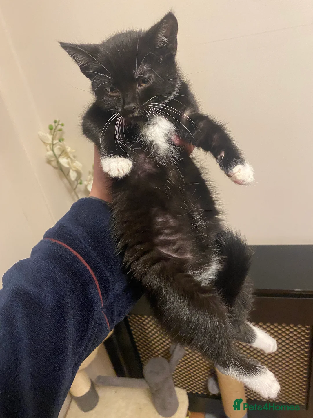 British Shorthair cats for sale: Playful and loving kittens.  - Advert 3