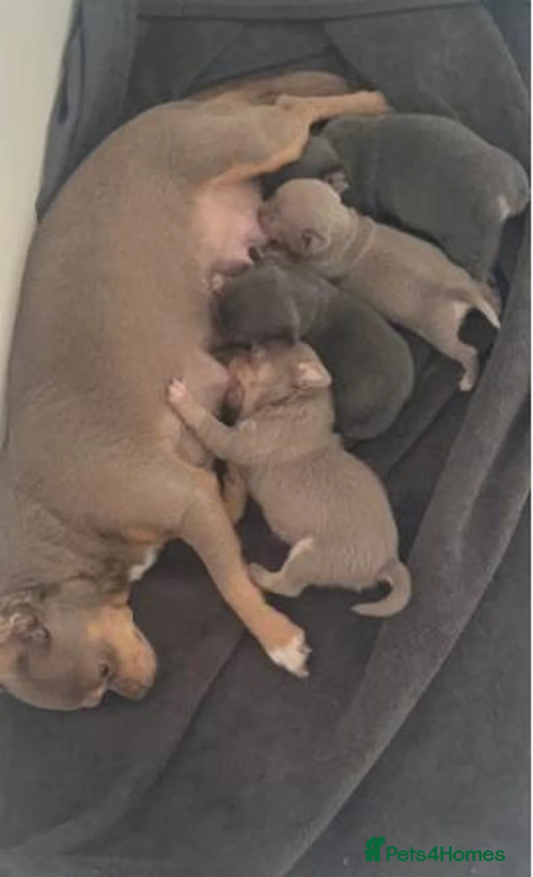 Chihuahua dogs for sale: Gorgeous Chihuahua Puppies Ready for New Homes in Nottingham - Advert 6