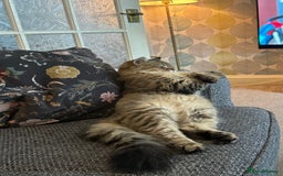 British Longhair cats for sale: 2 beautiful and loving boys - Image 6