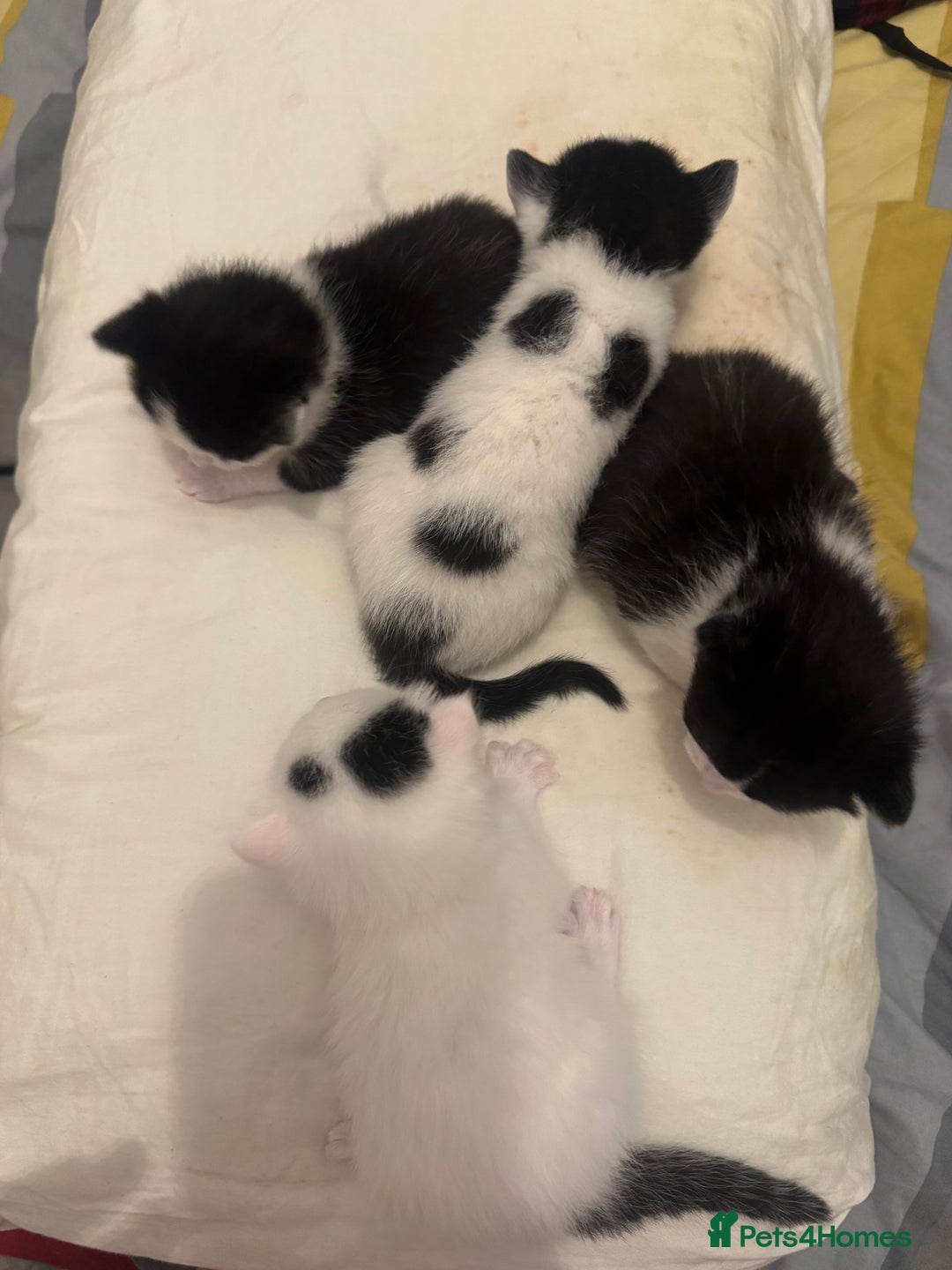 Mixed Breed cats for sale: 4 MIXED BREED KITTENS  - Image 5