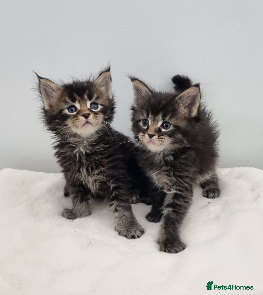 Maine Coon cats for sale: GCCF Pedigree Maine Coon Kittens for sale - Image 39
