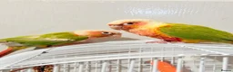 Conures birds for sale: Breeding pair of pineapple conures in Birmingham - Advert 7