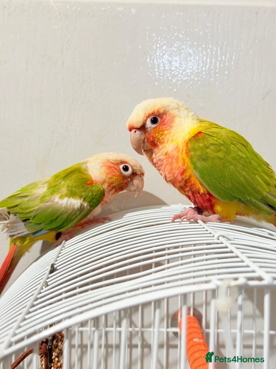 Conures birds for sale: Breeding pair of pineapple conures in Birmingham - Advert 7