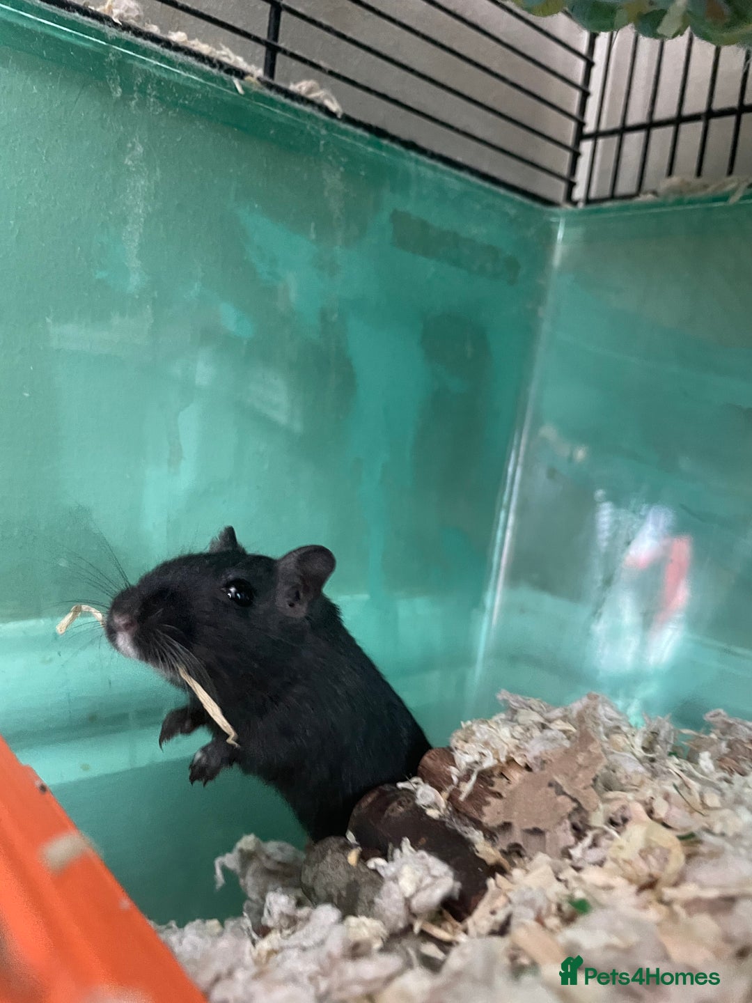 Gerbil rodents for sale: Whiskey and Bourbon male gerbils + set up/supplies - Image 7