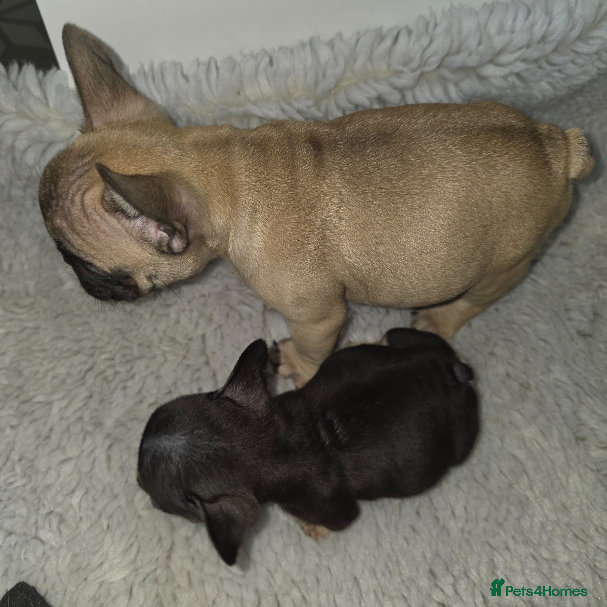 French Bulldog dogs Kc reg french bulldog puppies - Advert 2