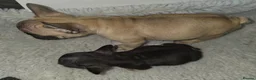 French Bulldog dogs for sale: Kc reg french bulldog puppies - Advert 2