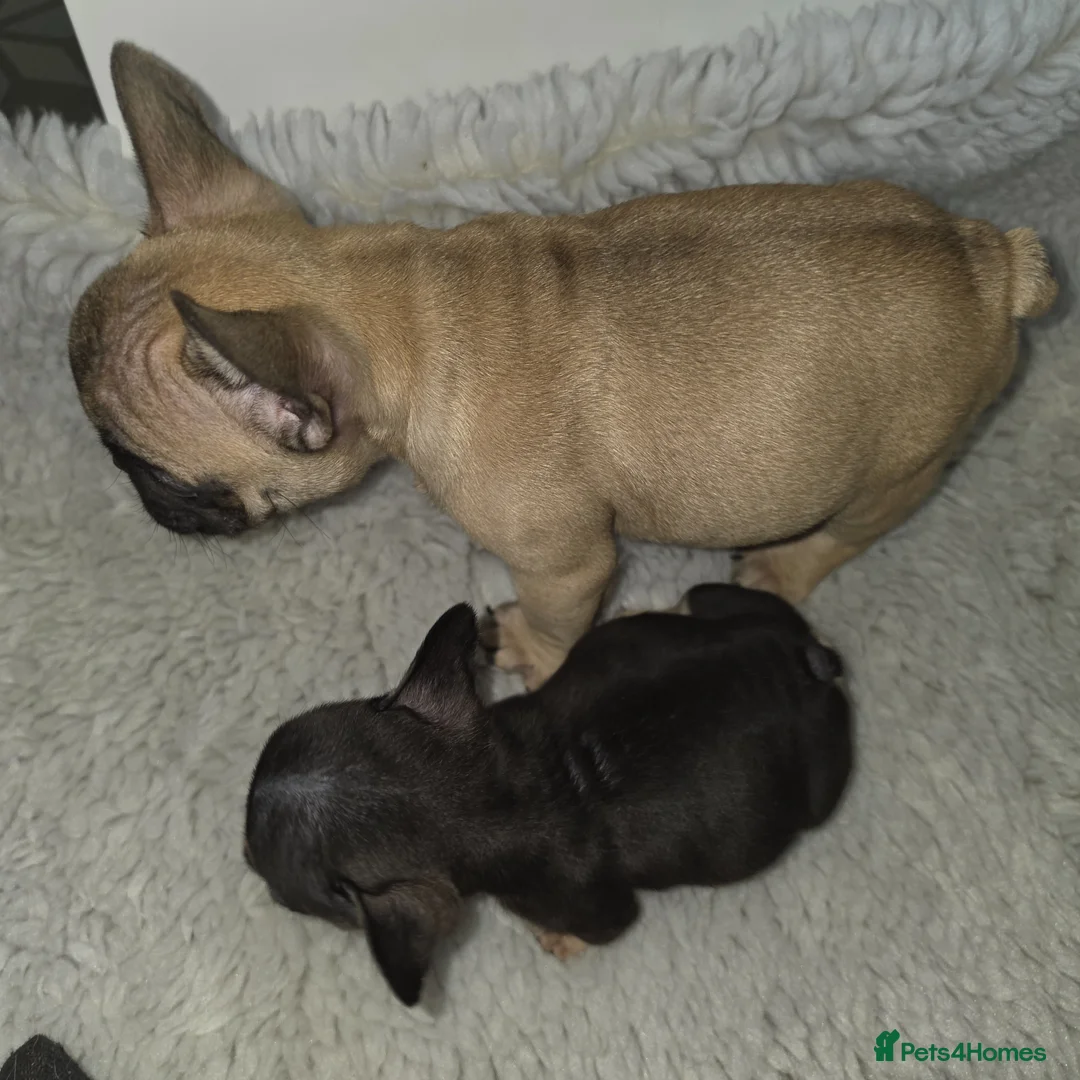 French Bulldog dogs for sale: Kc reg french bulldog puppies - Advert 2