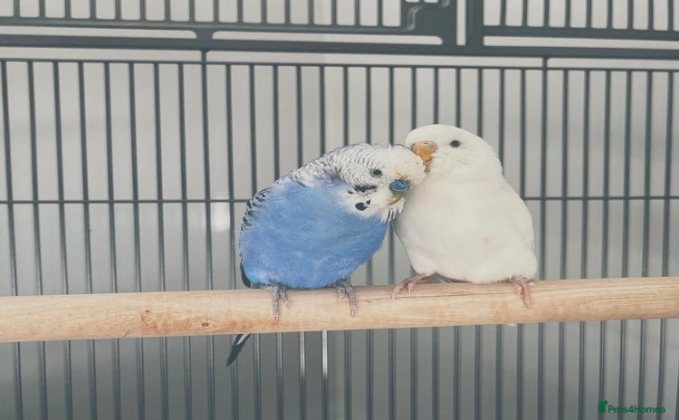 Budgerigars birds - Advert 7