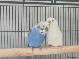 Budgerigars birds - Advert 17