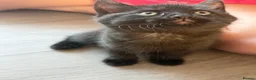 British Longhair cats for sale: Storm and niggle in Eastbourne - Advert 6