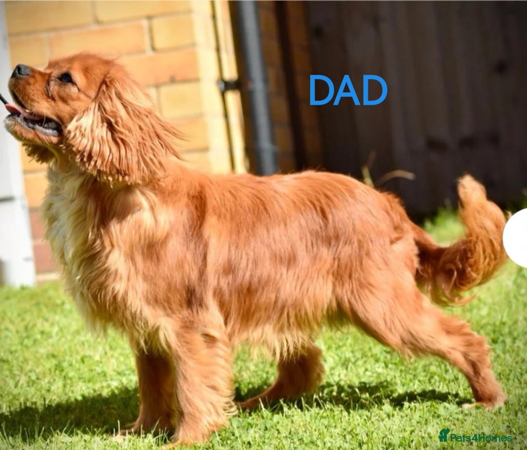 Cavalier King Charles Spaniel dogs for sale: KC health tested cavalier puppies - Image 12