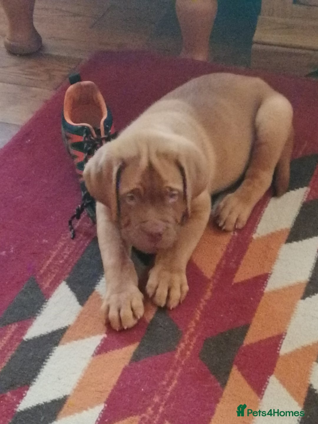 Dogue De Bordeaux dogs for sale: Gorgeous DOUGUE Babies - Image 15