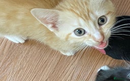 Mixed Breed cats for sale: Mixed breed kittens for sale. - Image 5