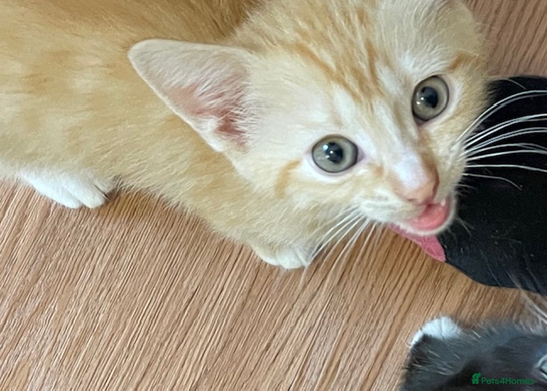 Mixed Breed cats for sale: Mixed breed kittens for sale. - Image 5