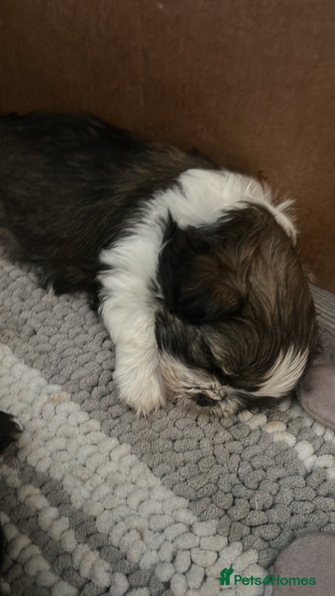 Shih Tzu dogs for sale: Shihtzu Puppies Available for reserve - Image 4