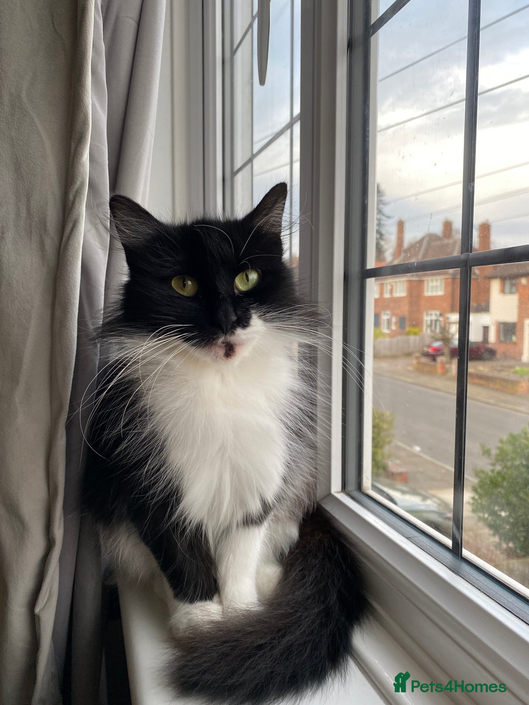 Mixed Breed cats for sale: Beautiful kitten male  - Advert 2