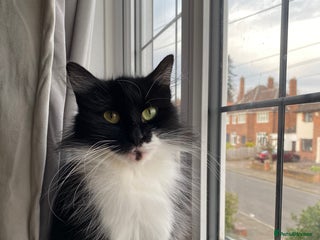 Mixed Breed cats Beautiful kitten male - Advert 1