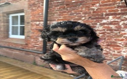 Cavapoo dogs for sale: 🌟HEALTH TESTED F1B CAVAPOO MERLE STUNNING PUPPIES - Image 32