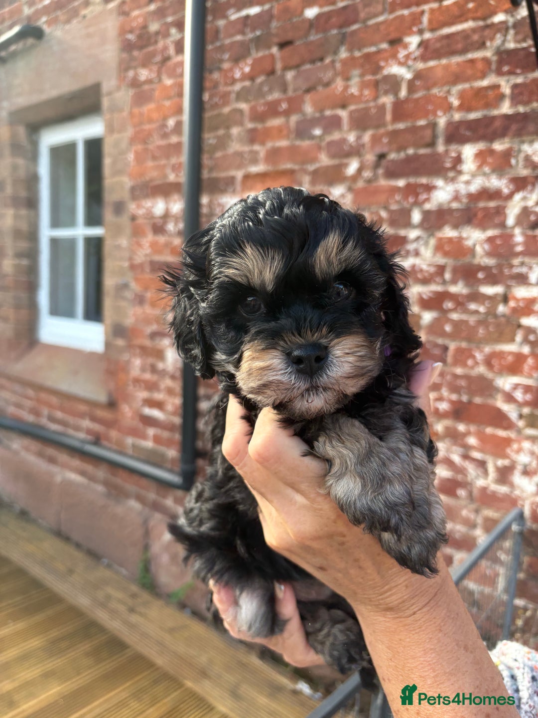 Cavapoo dogs for sale: 🌟HEALTH TESTED F1B CAVAPOO MERLE STUNNING PUPPIES - Image 32