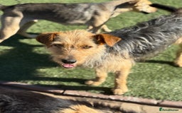 Mixed Breed dogs for adoption: Sweet Trixie Needs LOVE - Image 5